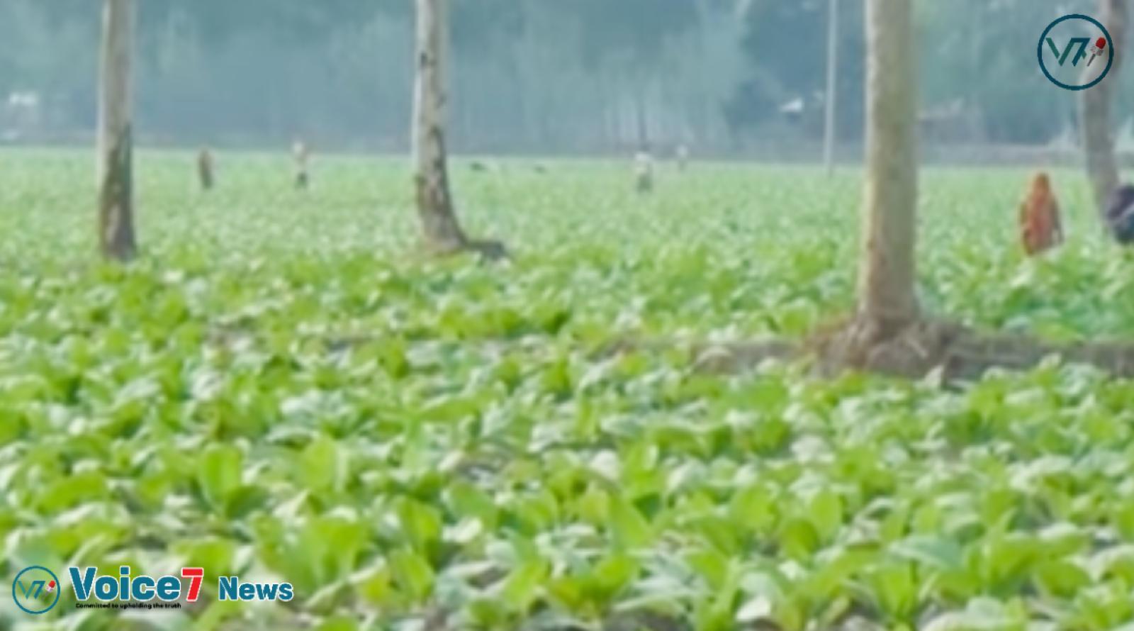 Tobacco seedlings and sujala-sufla crop fields of North Grain Bank are consuming the lethal components of cancer sickness, the dark shadow of toxic tree tobacco, in the fields of Laxetari Union of Rangpur Gangachra Upazila.